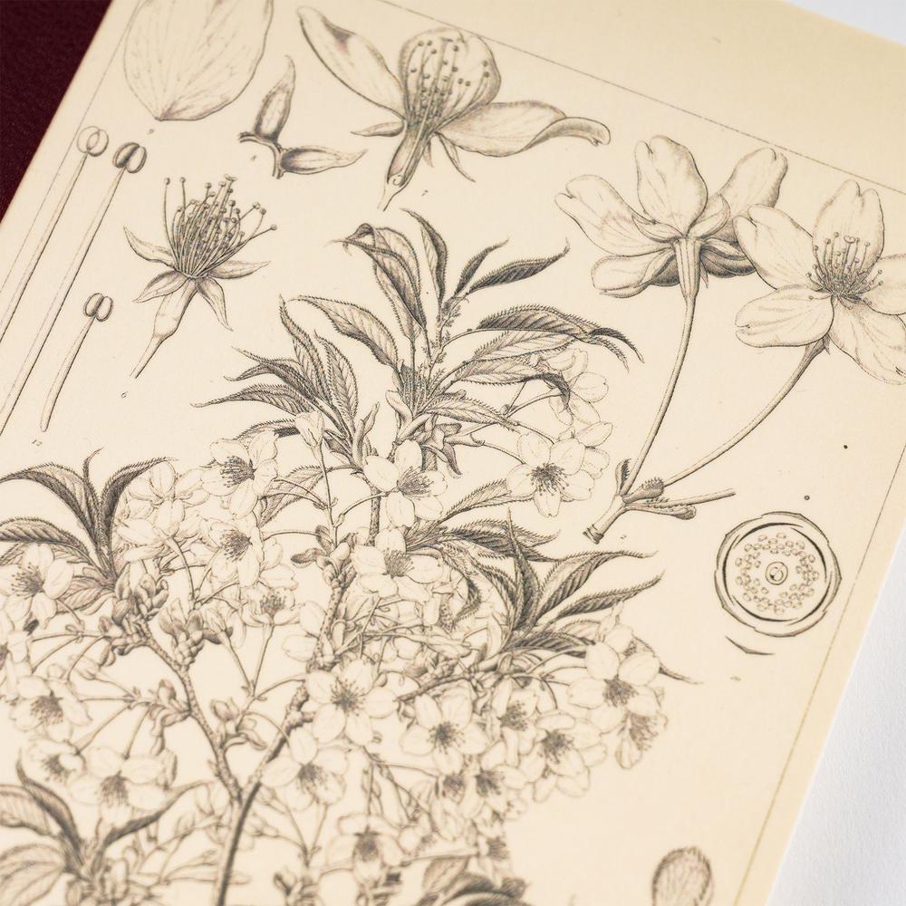 Hobonichi Tomitaro Makino Graph Notebook